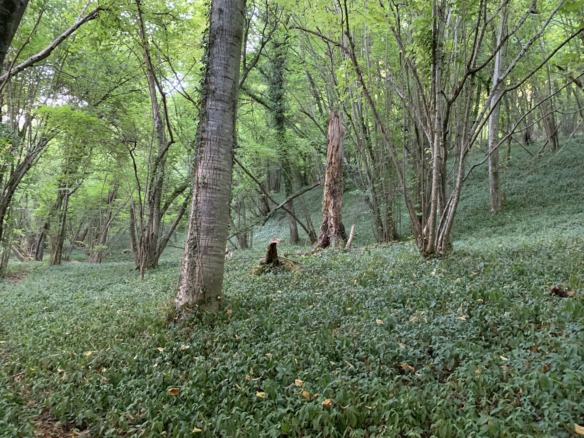 Bois à FONTAINE SUR SOMME