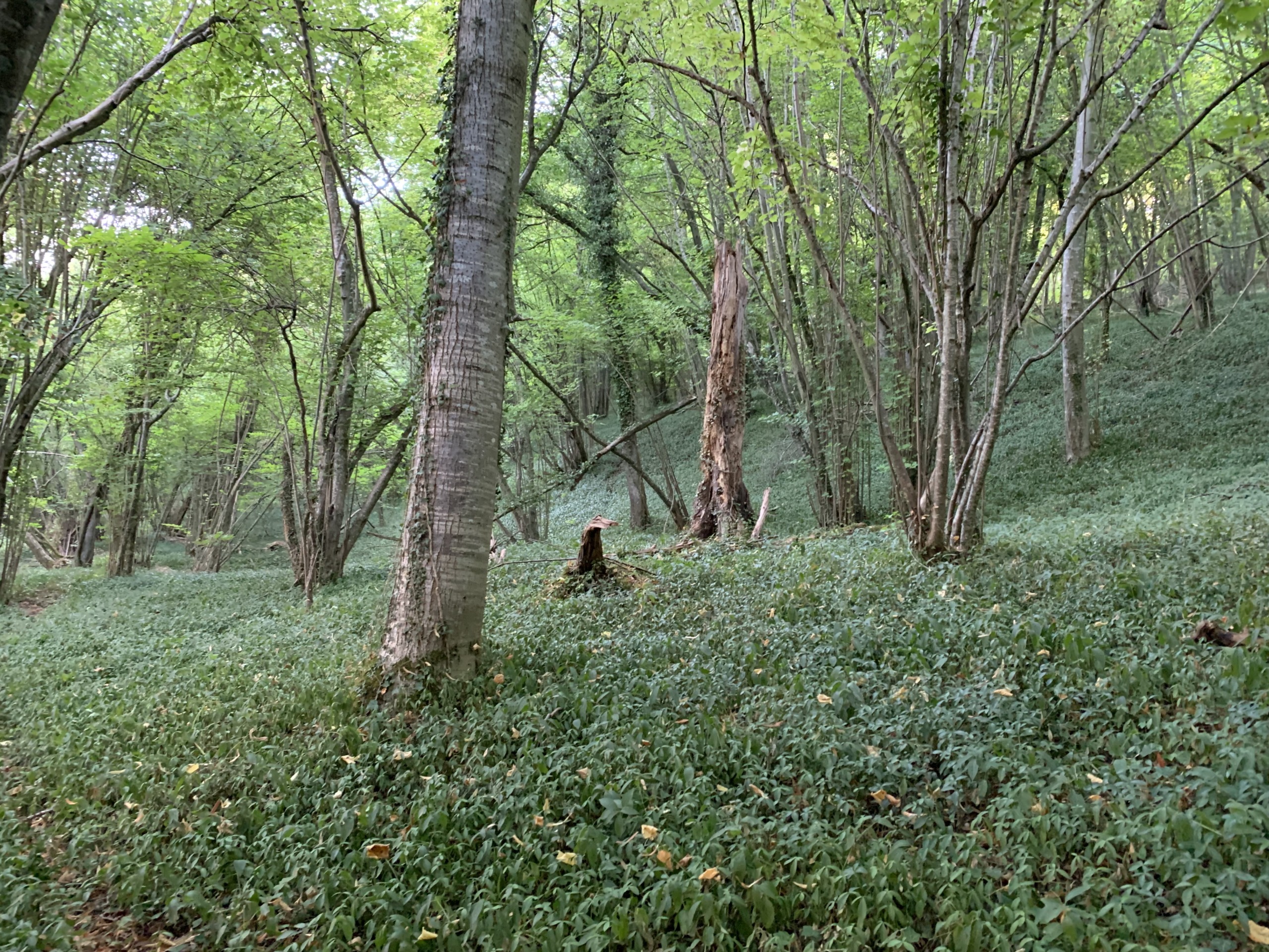 Bois à FONTAINE SUR SOMME